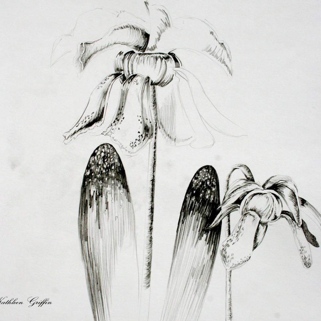 Living With Spiders by Kathleen Griffin