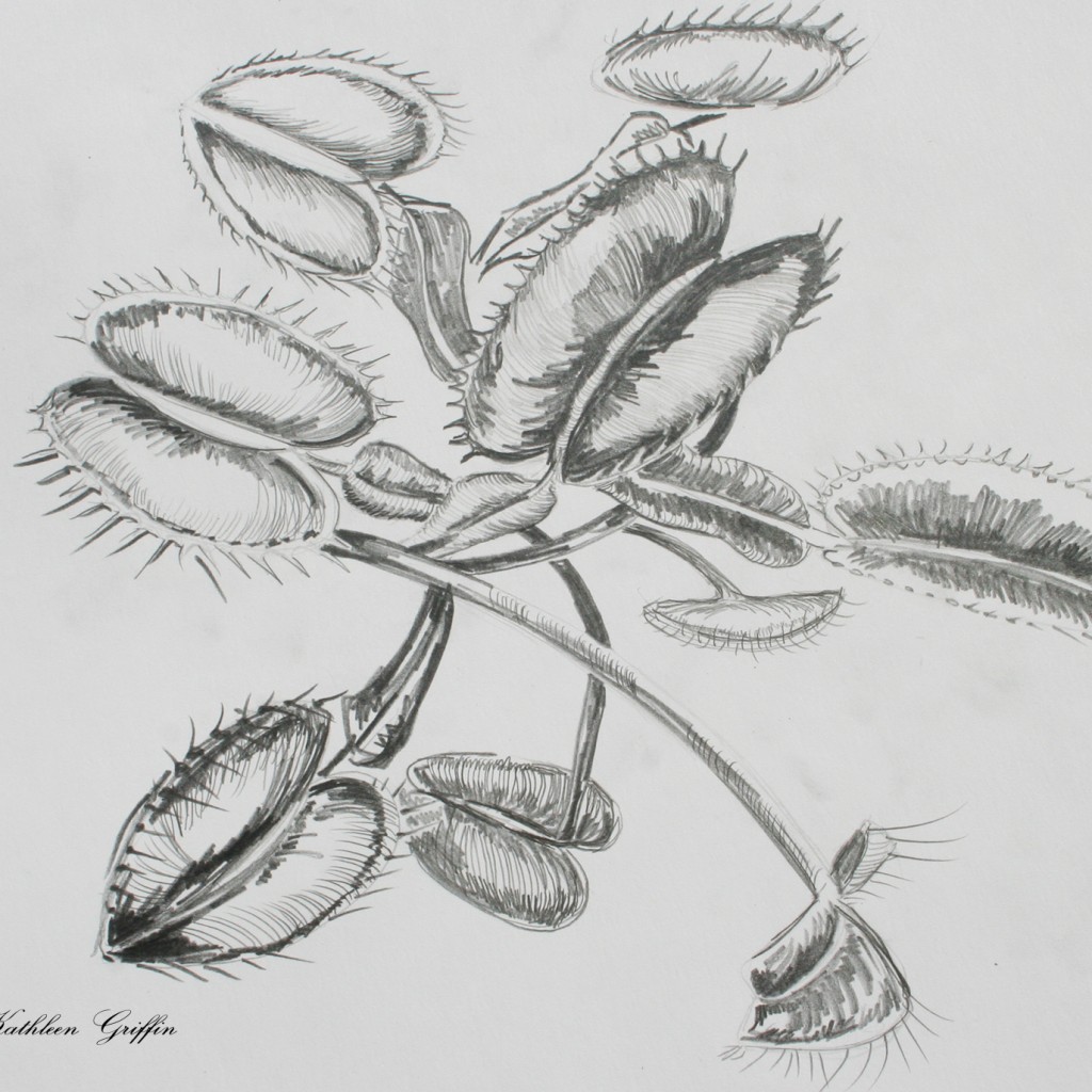 Living With Spiders Kathleen Griffin 01d