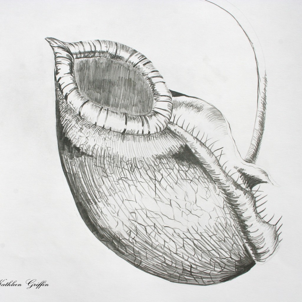 Living With Spiders Kathleen Griffin 01e