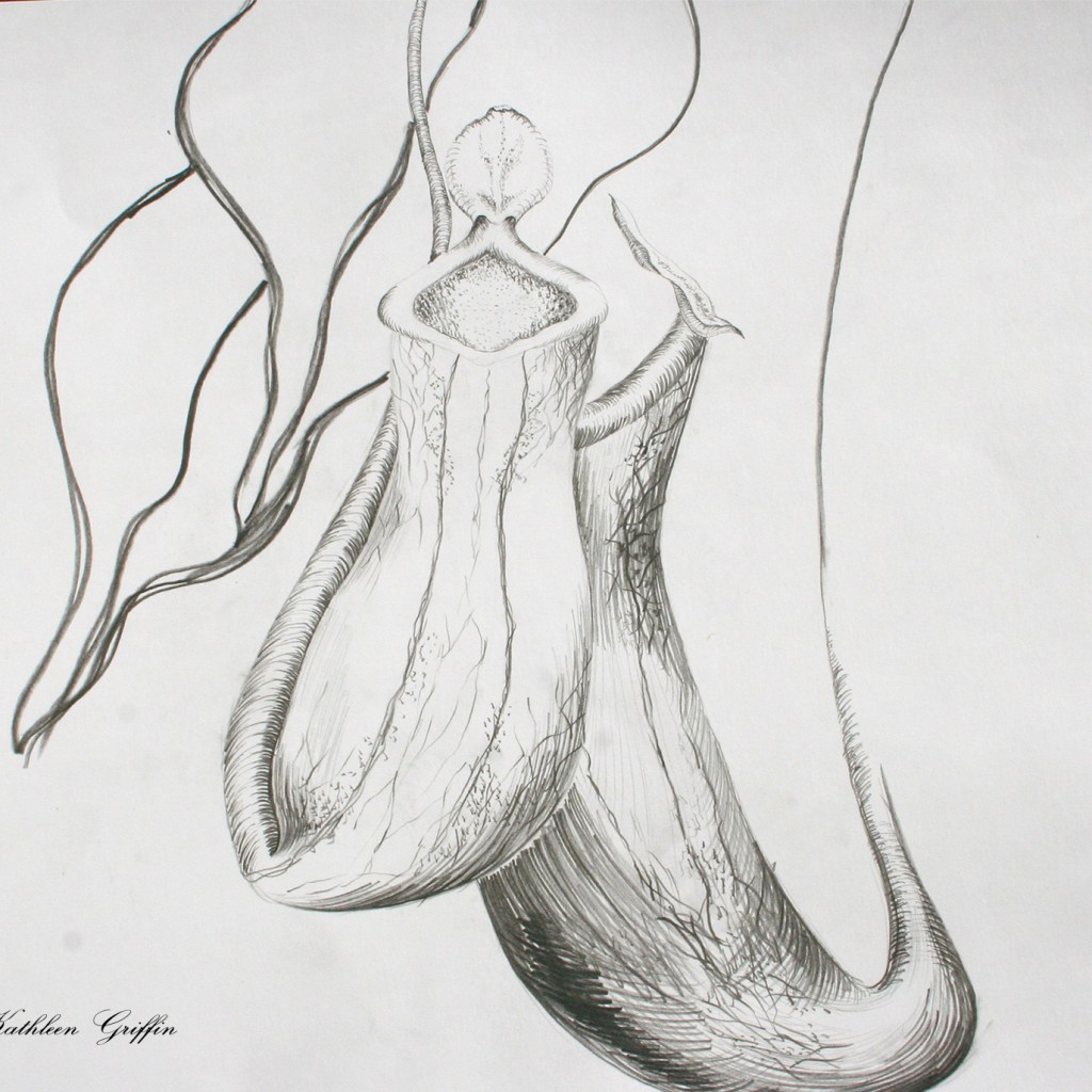 Living With Spiders Kathleen Griffin 01f